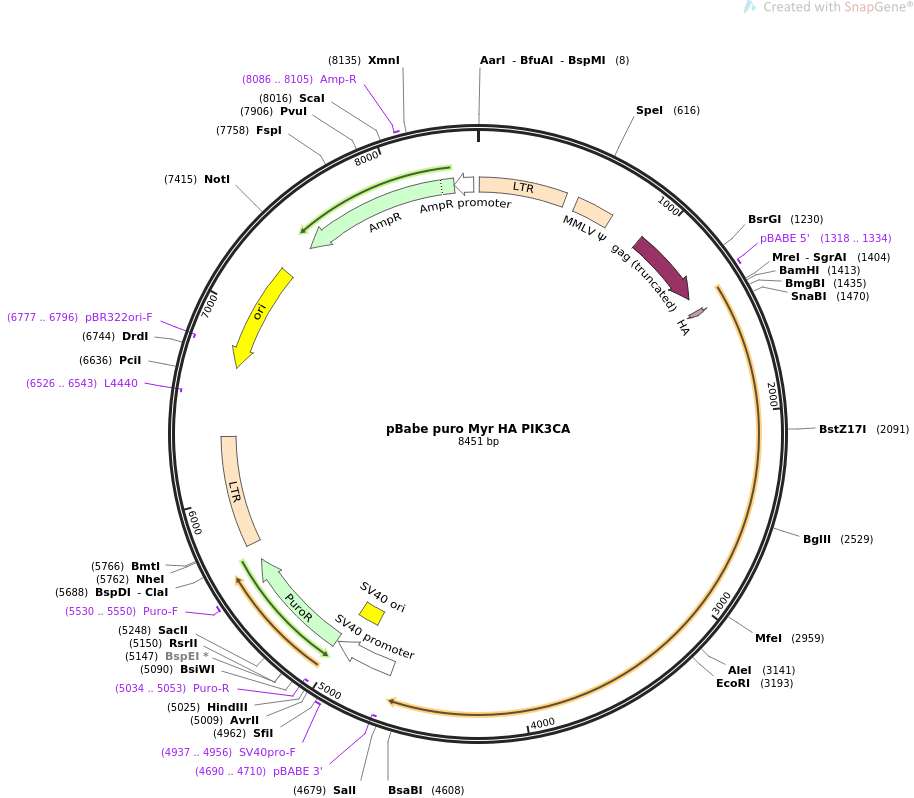 pBabe puro Myr HA PIK3CA质粒图谱